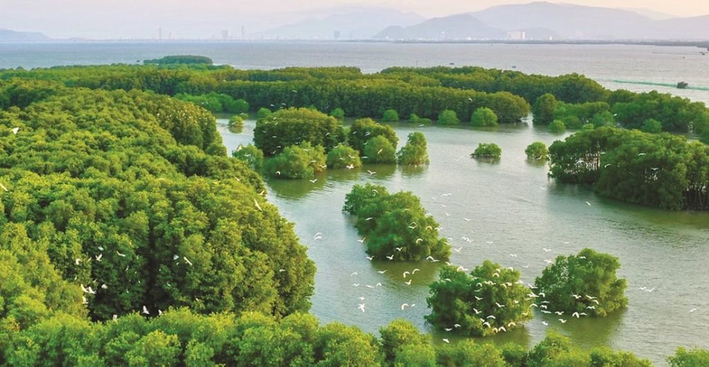 Tour tham quan đầm Thị Nại - Rừng ngập mặn - Bãi Chim